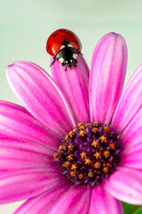Extreme macro shots, Beautiful ladybug on flower leaf defocused background. © blackdiamond67