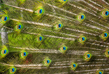 Fototapeta premium Multicolored green blue peacock feathers close-up. Background and texture of a peacock's tail. Warm cinematic filter. High quality photo