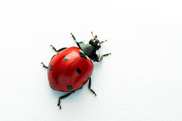 Extreme macro  shots, Beautiful ladybug . isolated on a white background.