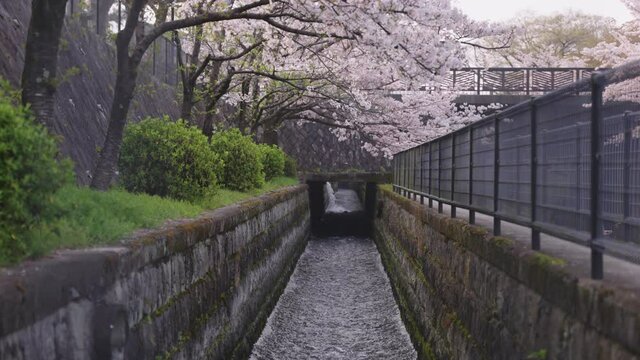 Biwako Sosui flowing into Keage Incline, Kyoto in Spring Season
