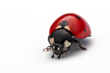 Naklejka premium Extreme macro shots, Beautiful ladybug . isolated on a white background.