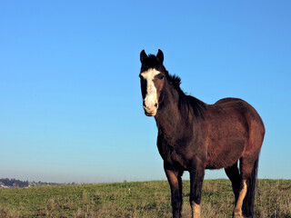 horse in the field