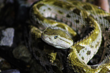 Up Close and Personal