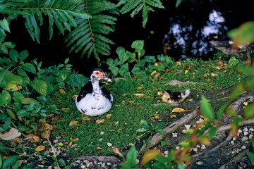 duck in the park