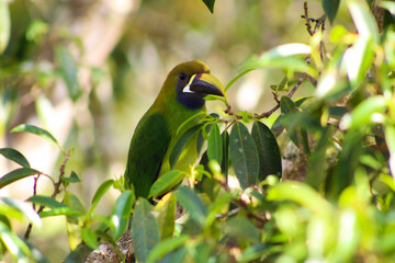 yellow billed hornbill
