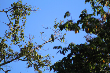 bird on a tree