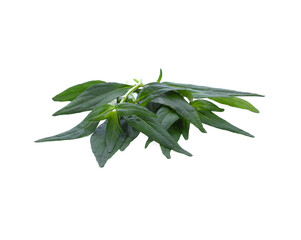 close up Andrographis paniculata plant leaves Ayurveda herbal medicine