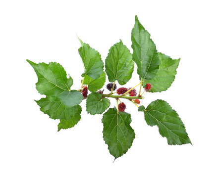 mulberries fruit and mulberry leaf on white background healthy mulberry fruit food isolated