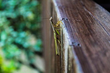 praying mantis on wood