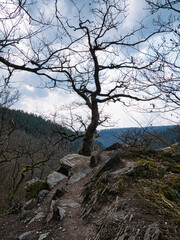 Obraz premium Blick über das Wispertal im Taunus im Frühling mit einer alten, knorrigen Eiche im Vordergrund