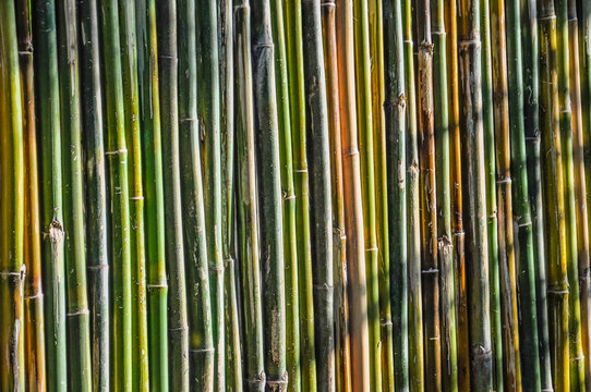 Cerca de Tacuara (bambú)