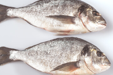Fresh dorada
