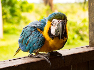 Blue and Gold Macaw perched 2