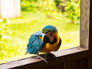 Blue and Gold Macaw perched 1