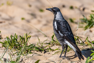 Juvenile Magpie in the sand dunes