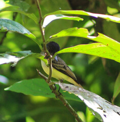 bird on a tree