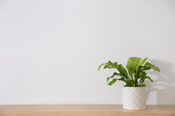 Beautiful fern in pot on wooden table, space for text