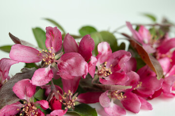 Crab Apple Flowers