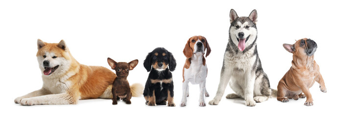 Group of different cute dogs on white background. Banner design