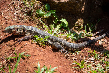 lizard
