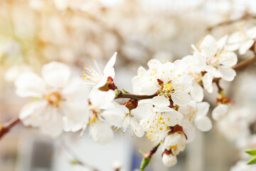 Beautiful apricot tree branch with tiny tender flowers outdoors, closeup. Awesome spring blossom