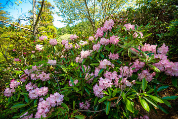 豊後高田のシャクナゲ