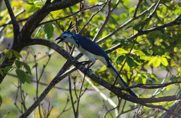 The Loud Mouthed Bluejay of Central America