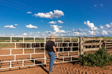 middle-aged farmer and cattle rancher observes an aberdeen angus livestock confinement in Brazil