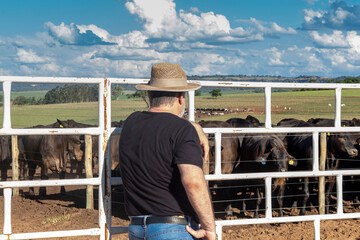 middle-aged farmer and cattle rancher observes an aberdeen angus livestock confinement in Brazil