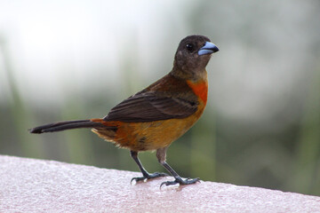 robin in the garden