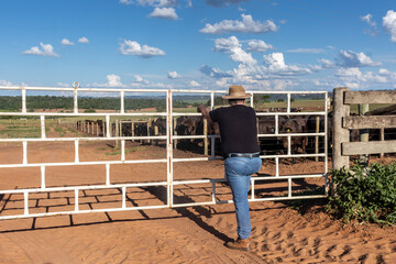 middle-aged farmer and cattle rancher observes an aberdeen angus livestock confinement in Brazil