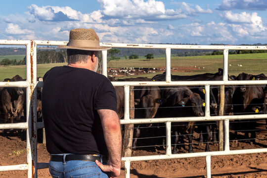 middle-aged farmer and cattle rancher observes an aberdeen angus livestock confinement in Brazil
