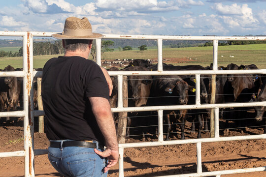 Middle-aged Farmer And Cattle Rancher Observes An Aberdeen Angus Livestock Confinement In Brazil