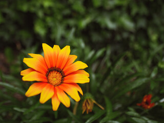 Flores primaverales de la ciudad de Quito, Ecuador