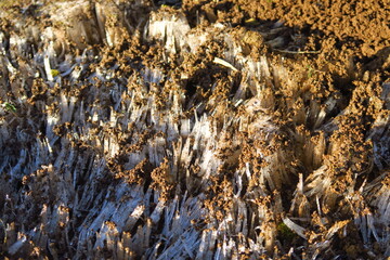 真冬の朝の畦道の霜柱