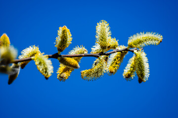 Willow catkins in the city park  