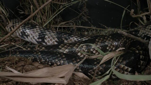 Slithering false water cobra in the wild slithering through grass