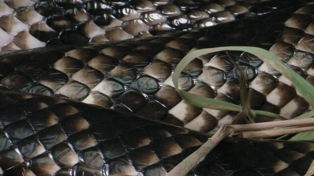 False water cobra slithering scales in natural setting - Brazilian smooth snake