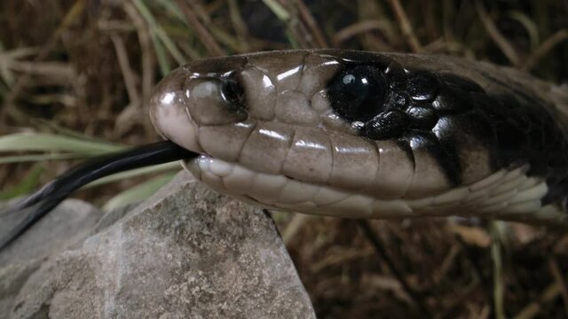 Extreme close up of False Water Cobra face snake macro