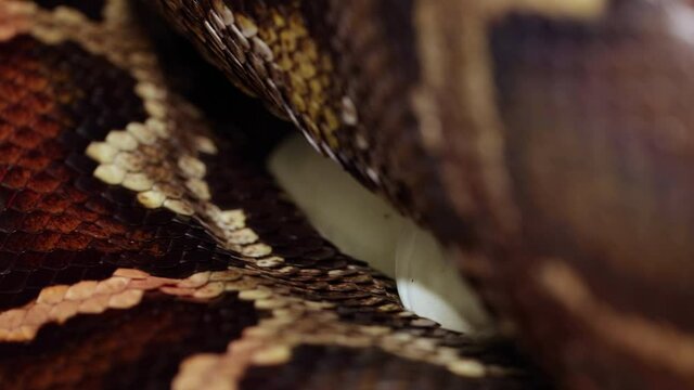 Burmese Python lying on her eggs after breeding