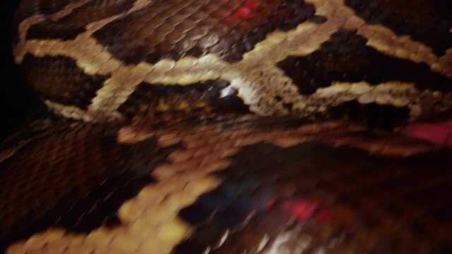 A Burmese Python lying on her eggs after breeding