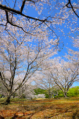 映える満開の桜が咲く知覧平和公園
