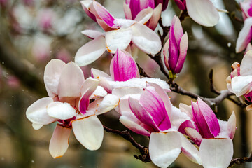 Magnolia flowers covered with the snow