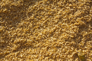 rice peel after harvest and hull background.