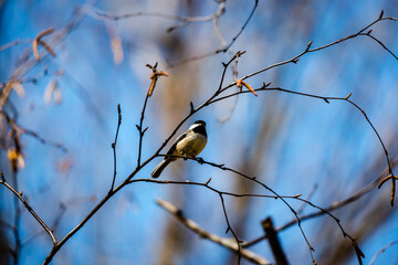 Willow tit in the city park