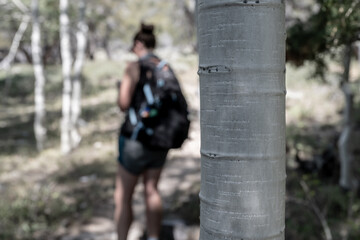 Bark of Aspen Tree with Female Hiker