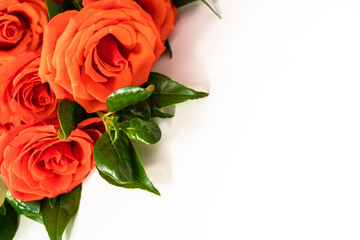 Fototapeta premium Red roses