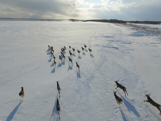 空撮・雪原を走るエゾシカの群（北海道・標津町）
