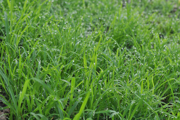 green grass in the wind