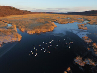 空撮・初冬の釧路湿原に群れるオオハクチョウ（北海道・標茶町）
